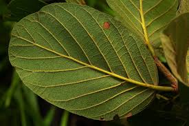 Image result for Monotes