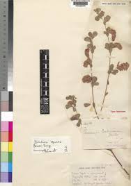 Image result for Humularia