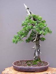Unlike the original chinese penjing, which utilizes traditional techniques to produce entire natural sceneries in small pots. Tough As Nails Cedar Bonsai 5 Bonsai Bark Bonsai Art Bonsai Bonsai Garden