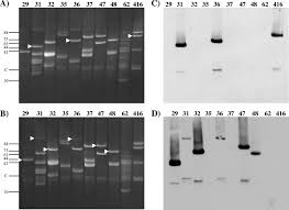 Image result for pseudomonas savastanoi pv nerii oleander symptoms