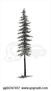 Black Spruce Tree B W Tree Tattoo Pine Tattoo Tree Tattoo Designs