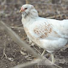 Many times farm stores that sell. Murray Mcmurray Hatchery Ameraucanas