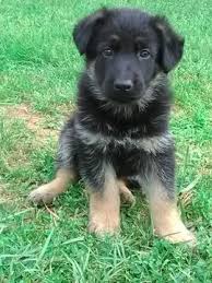 Beautiful german shepherd puppies available. German Shepherd Puppies For Sale In Va Pets Lovers