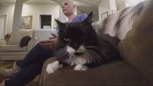 This enhanced sense of smell is another reason that cats detect illness in each other. Can Cats Detect Cancer A Woman From Oregon Says Her Cat S Strange Behavior Saved Her Life