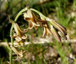 Image result for Dipcadi viride