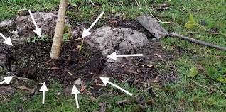 Sometimes a struggling fruit bush simply needs a better location to thrive. How To Transplant A Fruit Tree In 4 Easy Steps Self Sufficient Me
