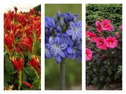 It is a flowering plant of sterculiaceae family. The Best New Perennial Flowers Of 2020 Pennlive Com