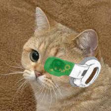 Minijello Twitch The best gifs for minijello. minijello twitch