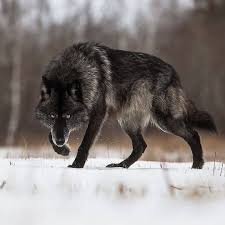 What Would You Do If You Saw This In The Wilderness Follow Off Grid Survival Off Grid Survival Credit Timber Wolf Siyah Kurtlar Kopek Turleri