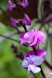 Image result for Lablab purpureus