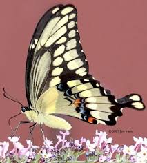 Black And White Striped Butterfly With Red Dots Wow We Get These Beautiful Butterflies And I Didn T Even Know He Is Called Giant Swallowtail Beautiful Butterflies Butterfly Plants Butterfly Pictures