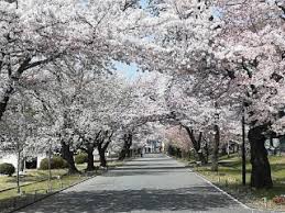 「静岡県立富士宮北高等学校　桜」の画像検索結果