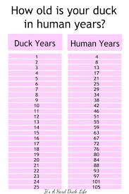 Site Currently Unavailable Duck Old Things Olds