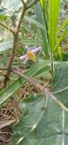 Image result for Solanum viarum