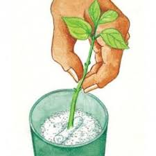 Comment Bouturer Le Lilas Les Bons Gestes Hormone De Bouturage Planter Menthe Et Jardinage