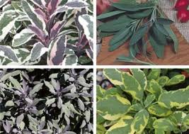 Image result for Melinis longiseta