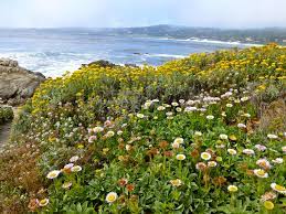 There's the annual tree lighting at devendorf park and the. Flowers Of Carmel By The Sea Home Thoughts From Abroad Shutters Sunflowers