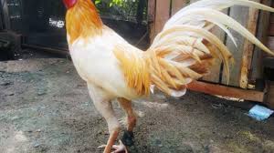 Sabung ayam online s128 dan sv388 terpopuler indonesia. Harga Ayam Peru Terbaru Agustus 2021 Hargabulanini Com
