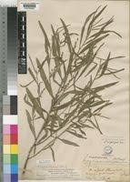 Image result for Indigofera simplicifolia