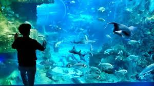 Resultado de imagen de aquarium san sebastian