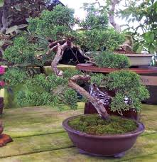 A juniper bonsai should be grown outdoors all year round, in moderate to full sunlight. Bonsai Care Guide At Mid City Nursery