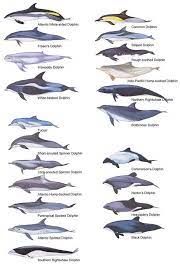 Maybe you would like to learn more about one of these? Dolphins Types Of Sharks Marine Animals Dolphins