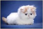 Himalayan Kittens For Sale - Doll Face Persian ...