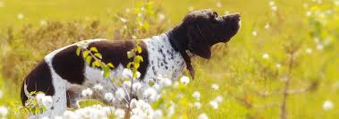 Both come in a number of color variations, but the colors vary somewhat. English Pointer Dog Breed Facts And Traits Hill S Pet