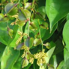 Image result for Dioscorea alata