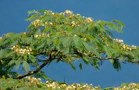 Image result for Albizia forbesii