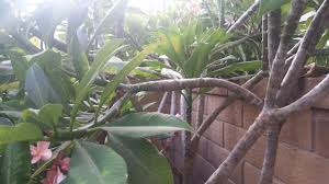 Image Result For Plumeria Tree Branch Plumeria Tree Plumeria Tree Branches