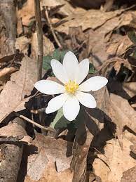 We did not find results for: Photos And Names Of Local Wisconsin Wildflowers