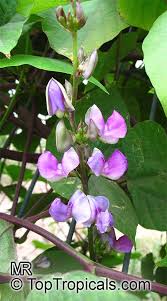 Image result for Lablab