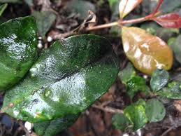 Image result for sooty mould