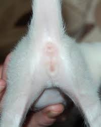 Check spelling or type a new query. Kitten Sexing Guide How To Tell If A Kitten Is A Boy Or Girl Cattylicious Com