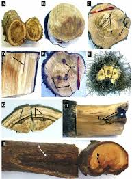 Maybe you would like to learn more about one of these? Symptoms Associated With Trunk Disease On Cypress Trees A Central Download Scientific Diagram