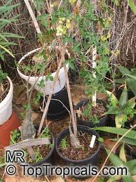 Image result for Kedrostis nana