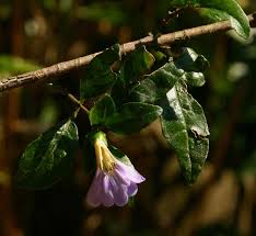 Image result for Sclerochiton