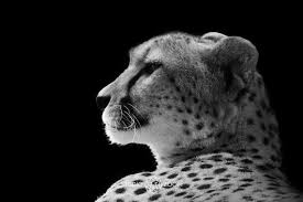 Black And White Cheetah Photography Pin By Julie The Studio Zoom On Awesome Animals Animals Black And White Big Cats Animal Photography