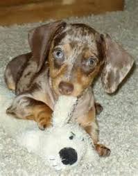 Black And Brown Sausage Dog Puppy Blue Dapple Dachshund Bing Images Dapple Dachshund Blue Dapple Dachshund Baby Dogs