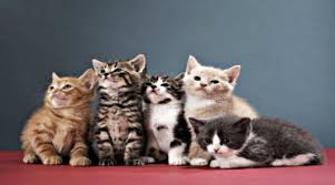 Nov 26, 2017 · postur tubuh kucing jantan lebih kekar, besar, tinggi dan panjang tubuhnya. Anak Anak Kucing Bisa Berbeda Ayah Halaman 1 Kompasiana Com