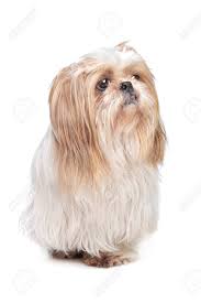 5 oster pro 3000i cordless pet clipper. Long Haired Small Dog In Front Of A White Background Stock Photo Picture And Royalty Free Image Image 11992614