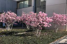It has a fleshy root system characteristic of the magnolia family. Saucer Magnolias Winter Flowering Trees Shrubs Greenhouse Studio