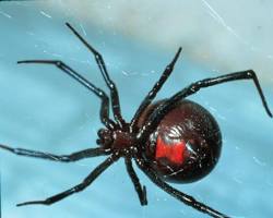 Image of Black Widow in Texas