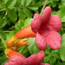 Include your email address to get a message when this question is answered. Plant A Hummingbird Vine Attracts Lots Of Hummingbirds