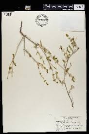 Image result for Justicia odora