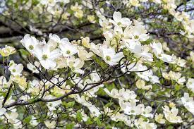 One of the most glorious sights you can behold is a tree or shrub that has burst into a profusion of white flowers. Cornus Florida Flowering Dogwood