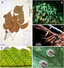 Image result for Tectariaceae