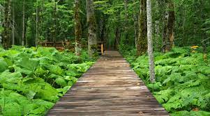 Biogradska gora national park makes for a great day trip from podgorica or a relaxing stopover as biogradska gora national park is the smallest of montenegro's five national parks, but it packs a lot. Biogradska Gora Discover Montenegro