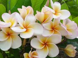 Pin On Hawaii